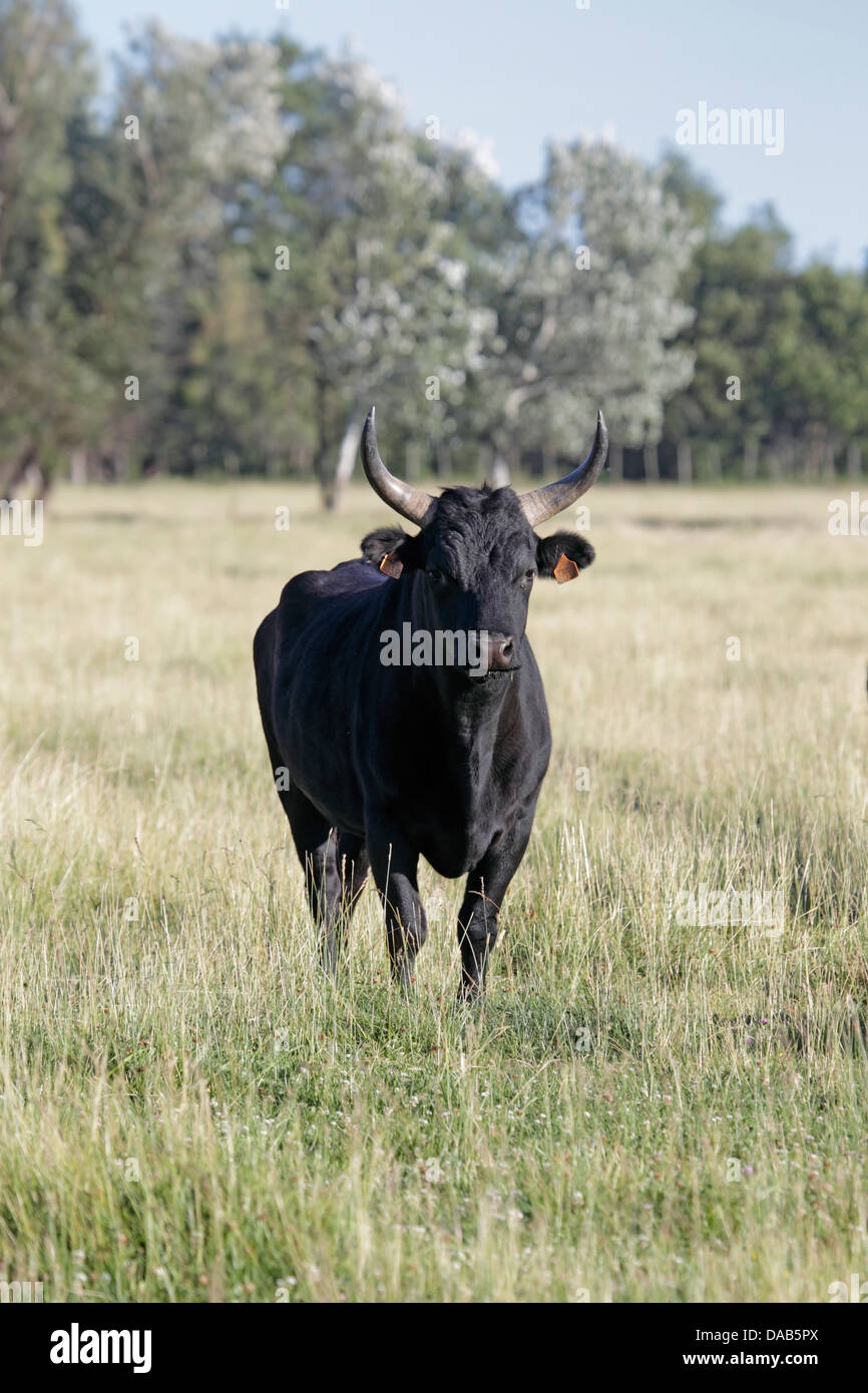 Black Bull in Francia Foto Stock