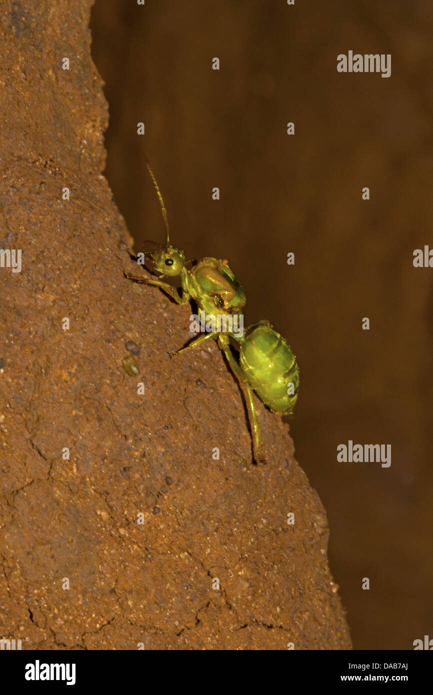 Tessitore regina formica Oecophylla smaragdina Bangalore, Karnataka, India Foto Stock