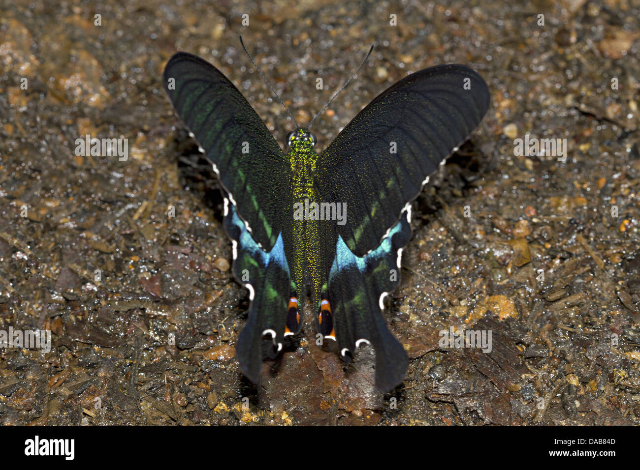 Parigi PEACOCK Papilio di Parigi del Periyar comune Riserva della Tigre, Kerala, India Papilionidae : Swallowtails Foto Stock