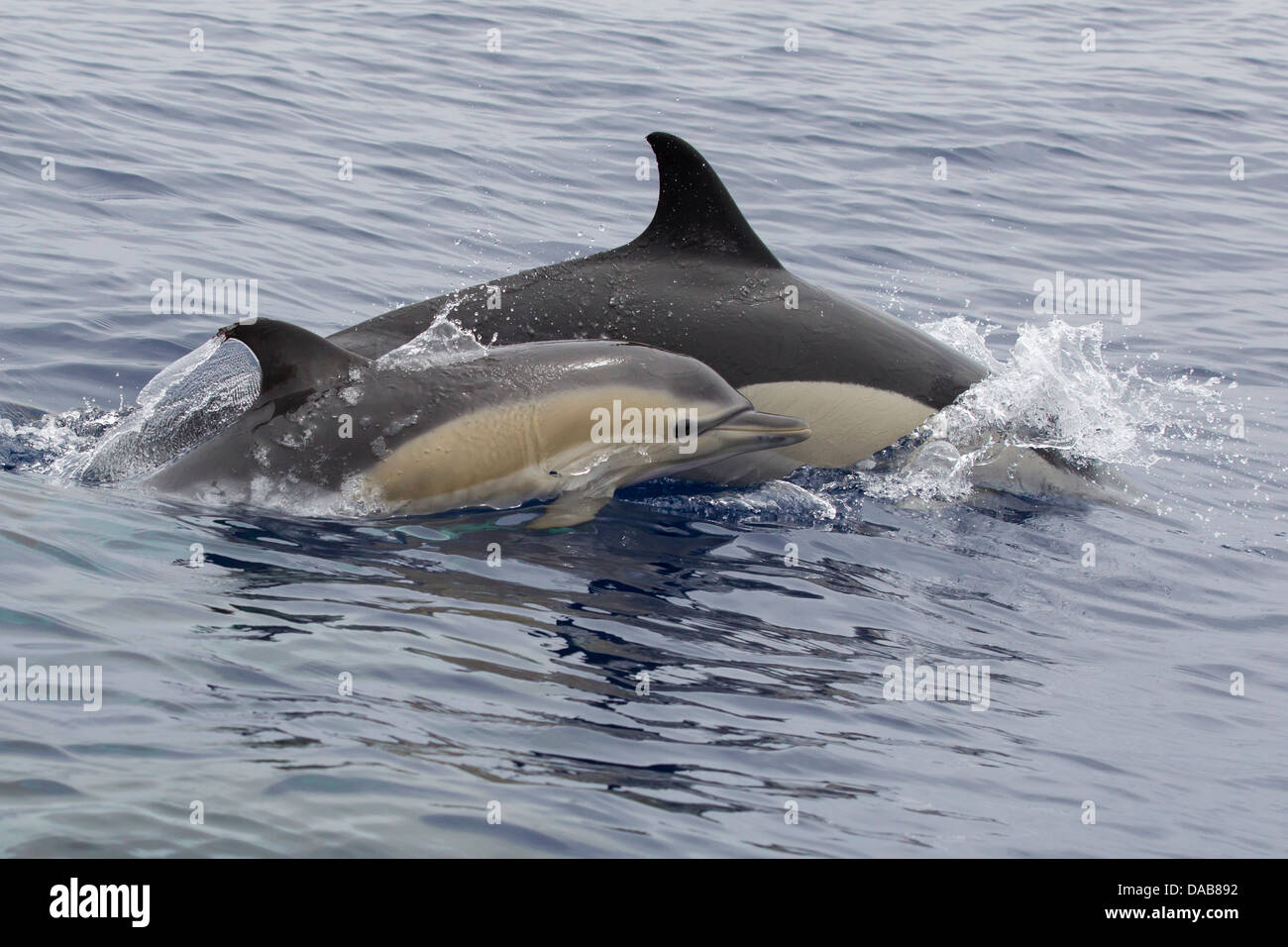 Gemeiner Delphine, a breve becco delfini comuni, Delphinus delphis, vitello affiorante accanto alla madre con occhio visibile Foto Stock