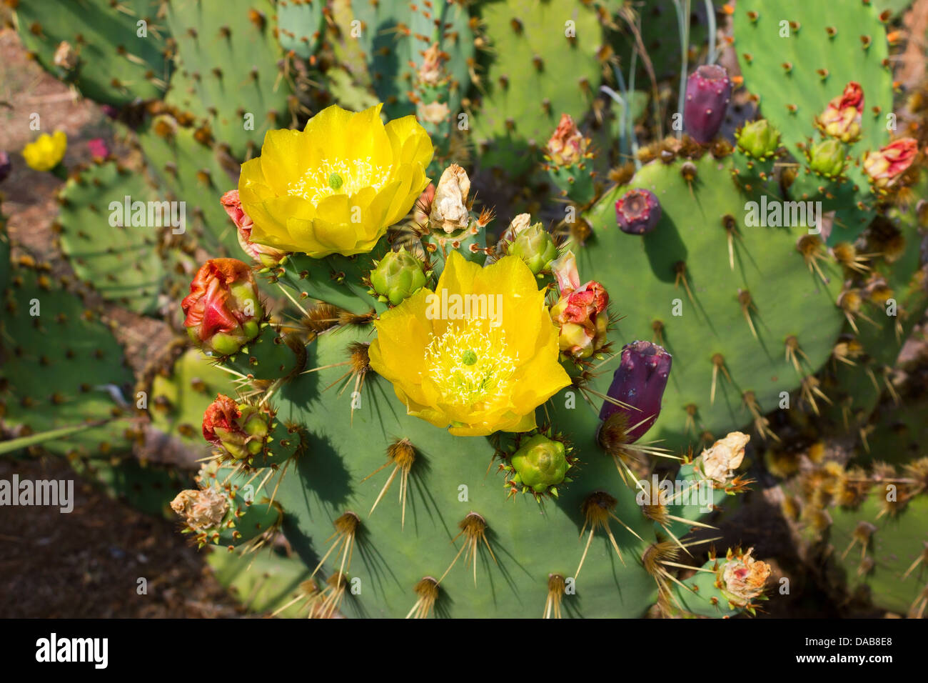 Fico d'india vivid cactus Cactaceae Opuntia con bellissimo fiore giallo e viola freschi frutti su isola di Lokrum. Foto Stock