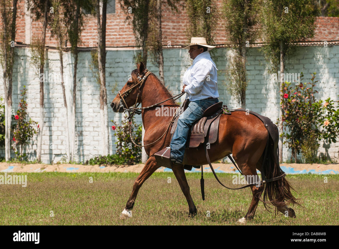 Un cavallo e cavaliere nel campo eseguire tradizionale si muove a cavallo chiamato Paso peruviano un tipo di dressage equestre, Trujillo, Perú. Foto Stock