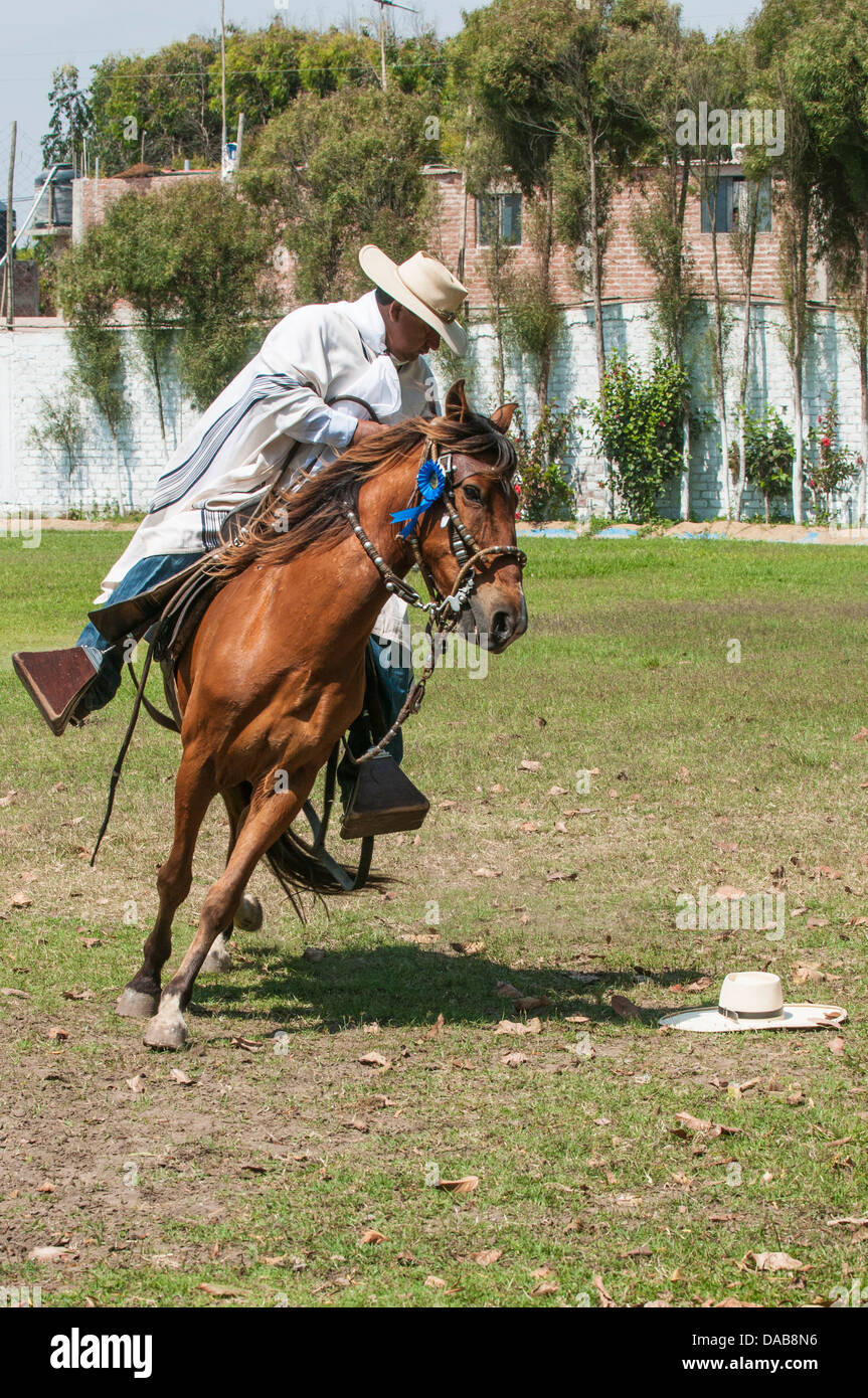 Un cavallo e cavaliere nel campo eseguire tradizionale si muove a cavallo chiamato Paso peruviano un tipo di dressage equestre, Trujillo, Perú. Foto Stock