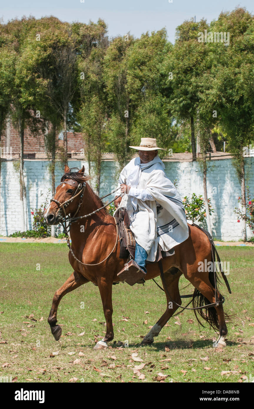 Un cavallo e cavaliere nel campo eseguire tradizionale si muove a cavallo chiamato Paso peruviano un tipo di dressage equestre, Trujillo, Perú. Foto Stock