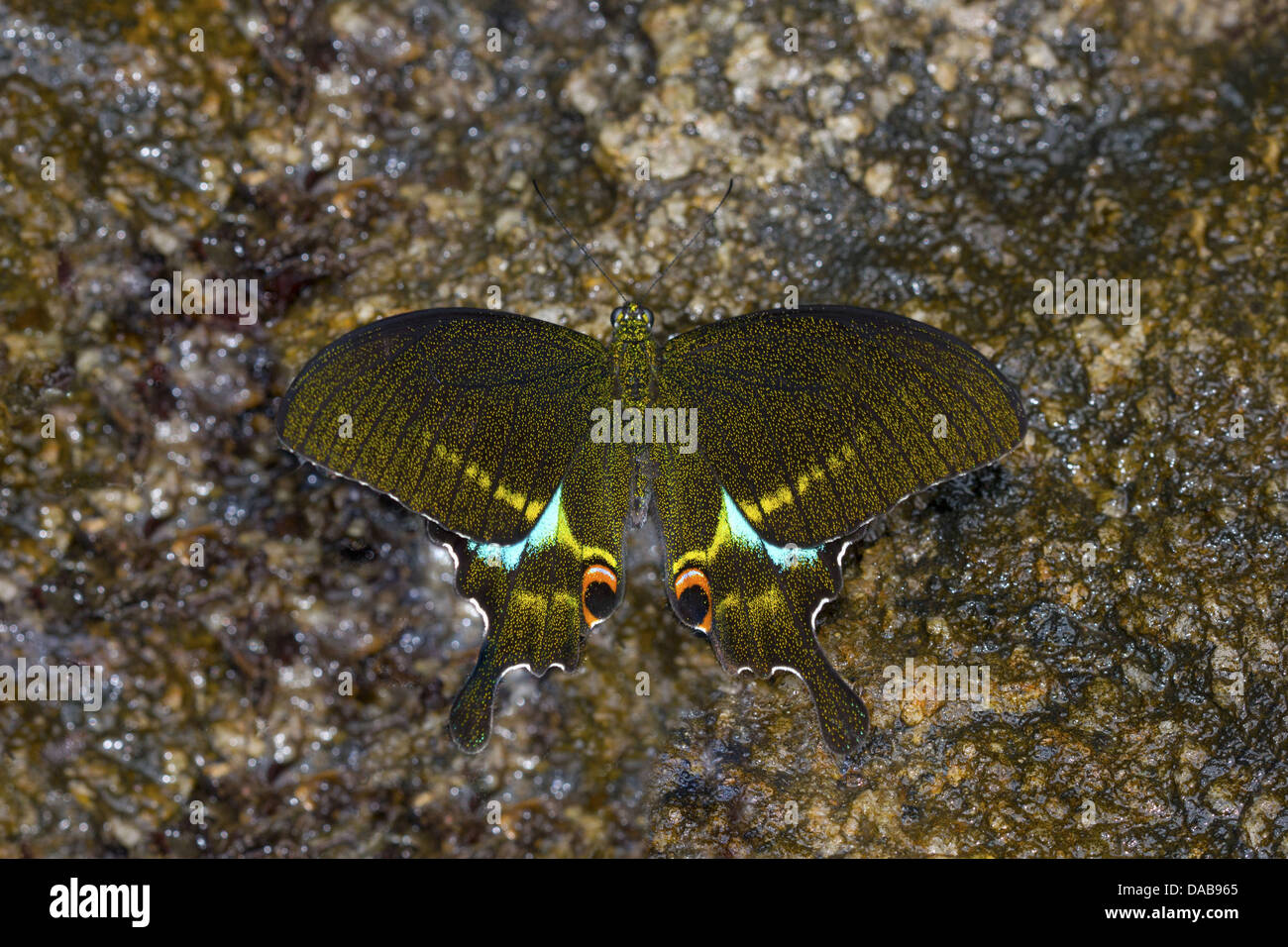 Parigi PEACOCK Papilio di Parigi del Periyar comune Riserva della Tigre, Kerala, India Papilionidae : Swallowtails Foto Stock