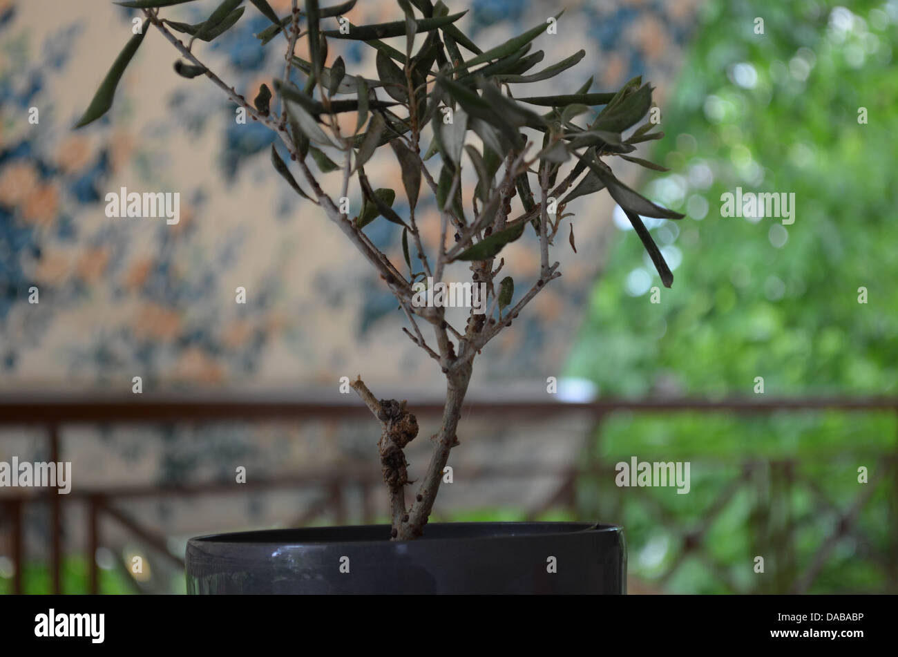 La saggezza in un albero! Foto Stock