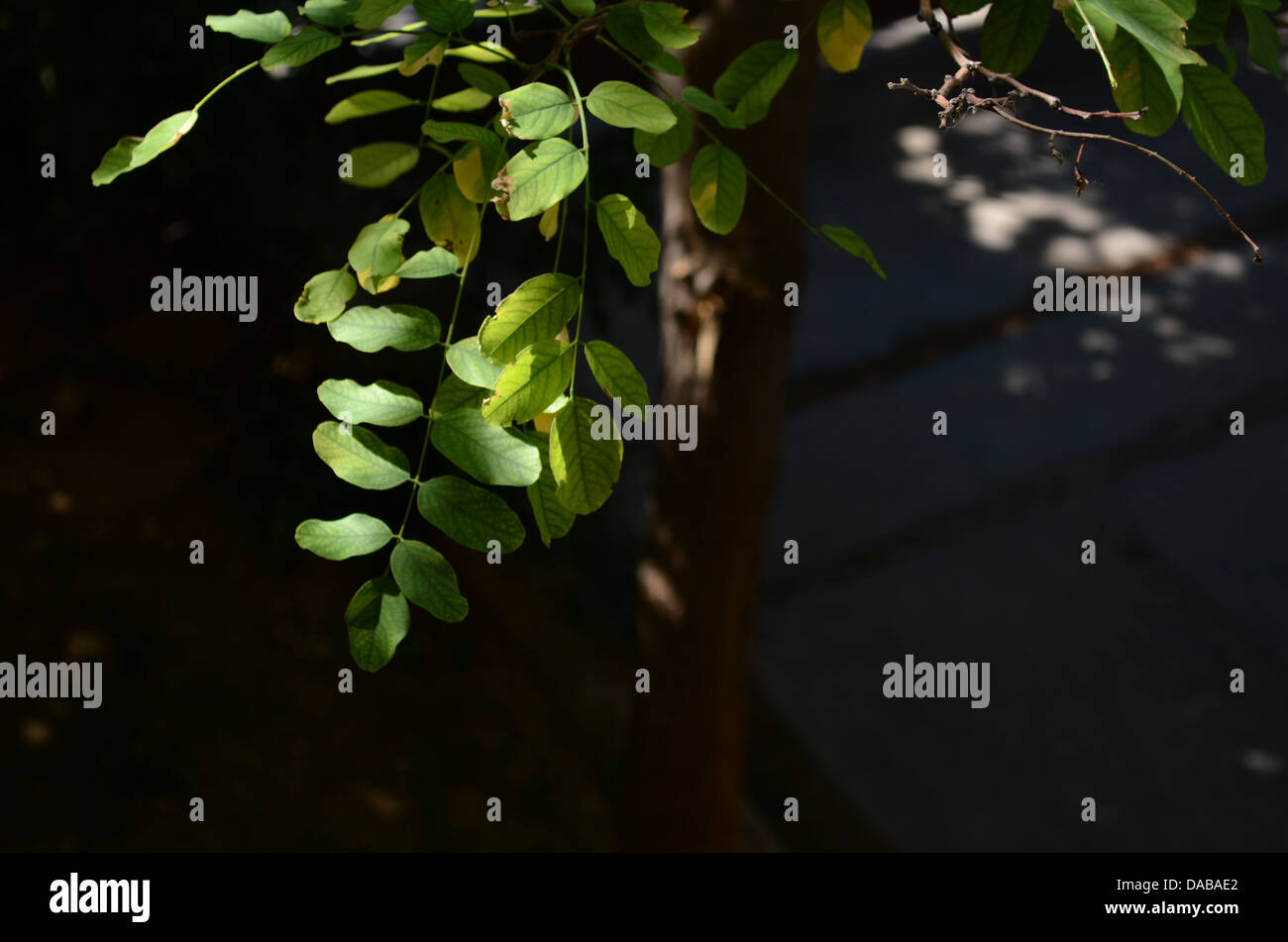 Albero verde immagini e fotografie stock ad alta risoluzione - Alamy