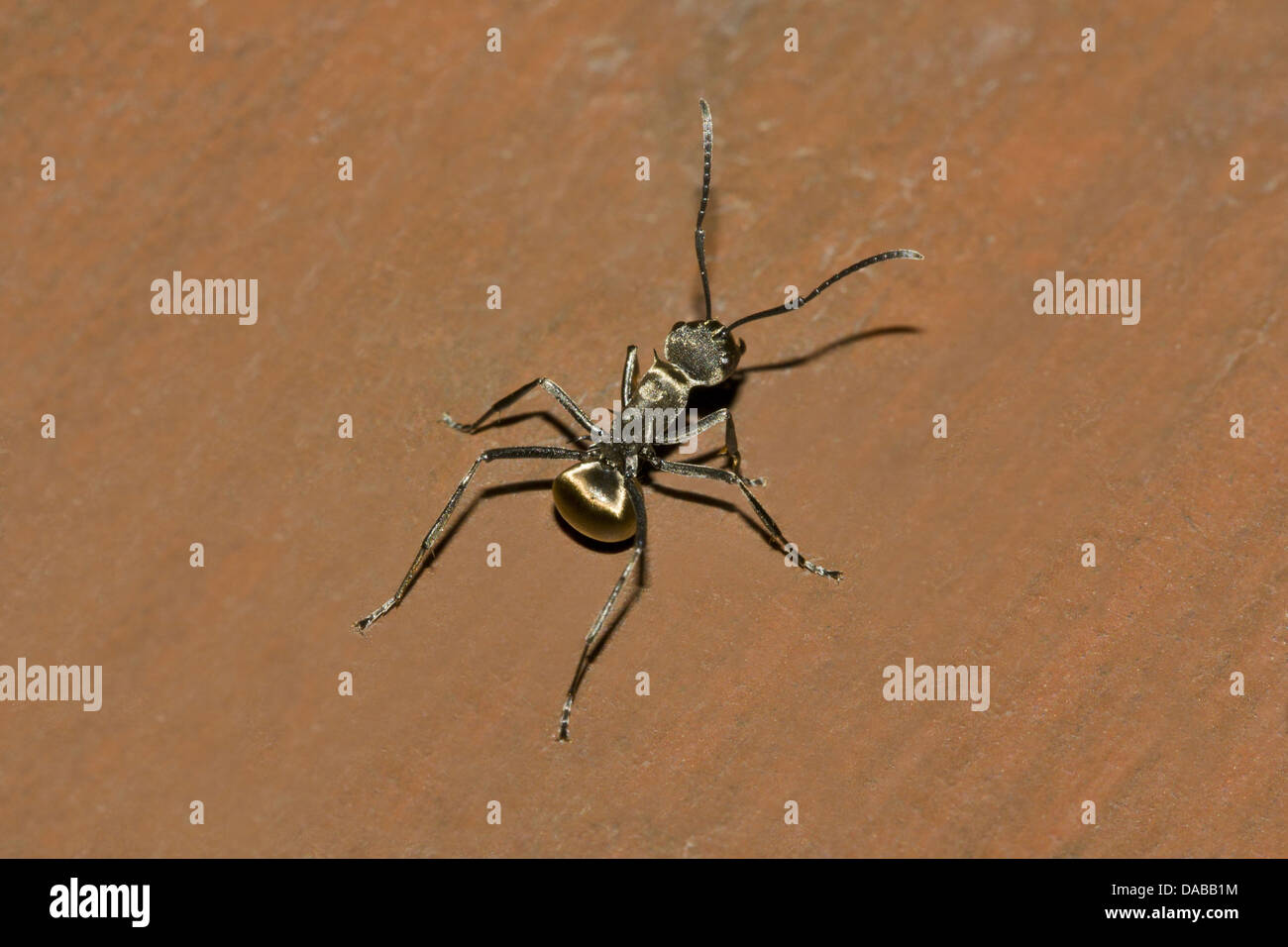 Golden Ant Camponotus sericeus Golaghat distretto di Assam, in India Foto Stock