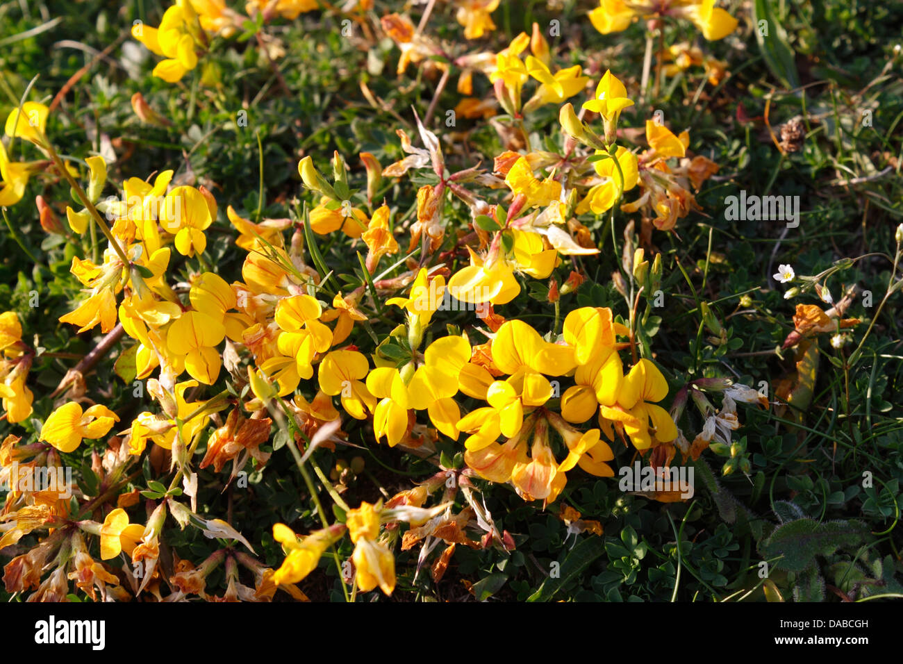 Moorland ginestra / Fiori Foto Stock