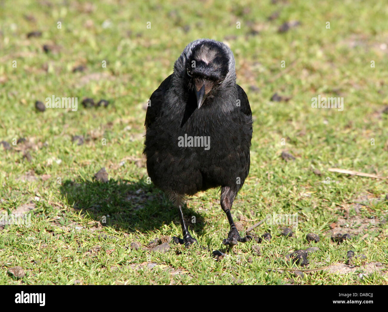 Serie dettagliata delle immagini di una cornacchia europea (Corvus monedula) foraggio e in posa di erba (oltre 40 foto in serie) Foto Stock