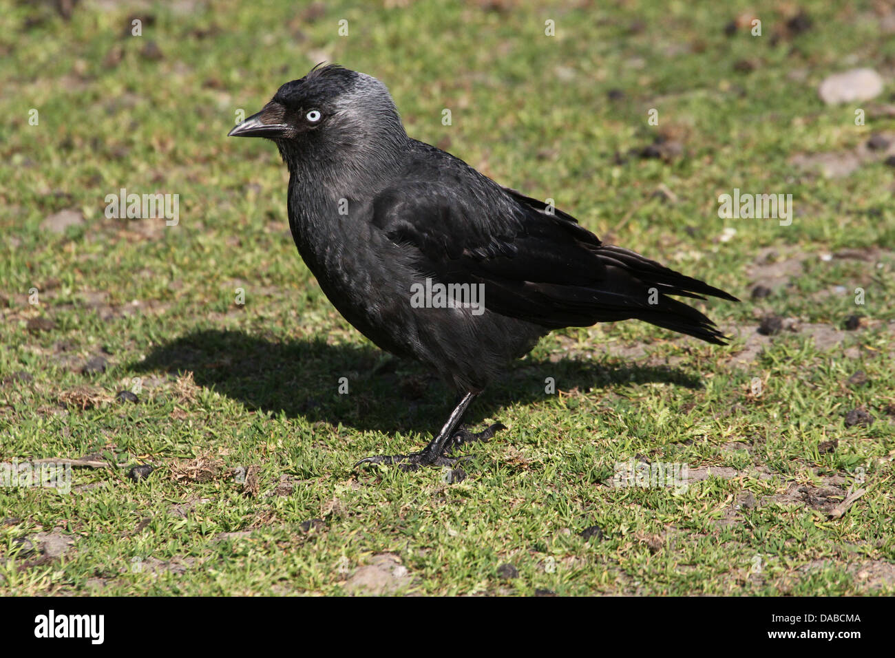 La Cornacchia europea (Corvus monedula) Foto Stock