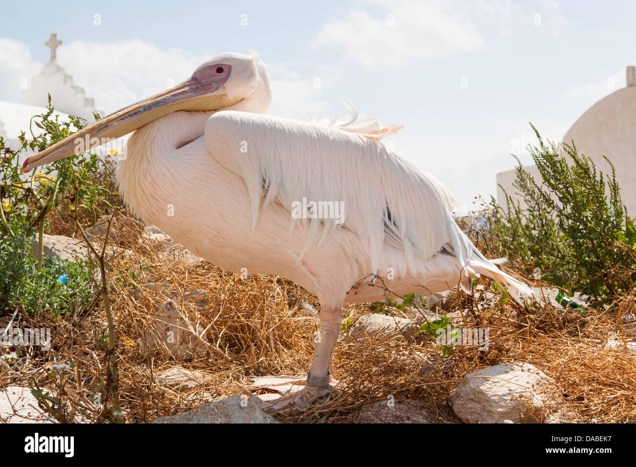 Petros il famoso pelican, mascotte di Mykonos Chora, Mykonos, Mykonos, Grecia Foto Stock