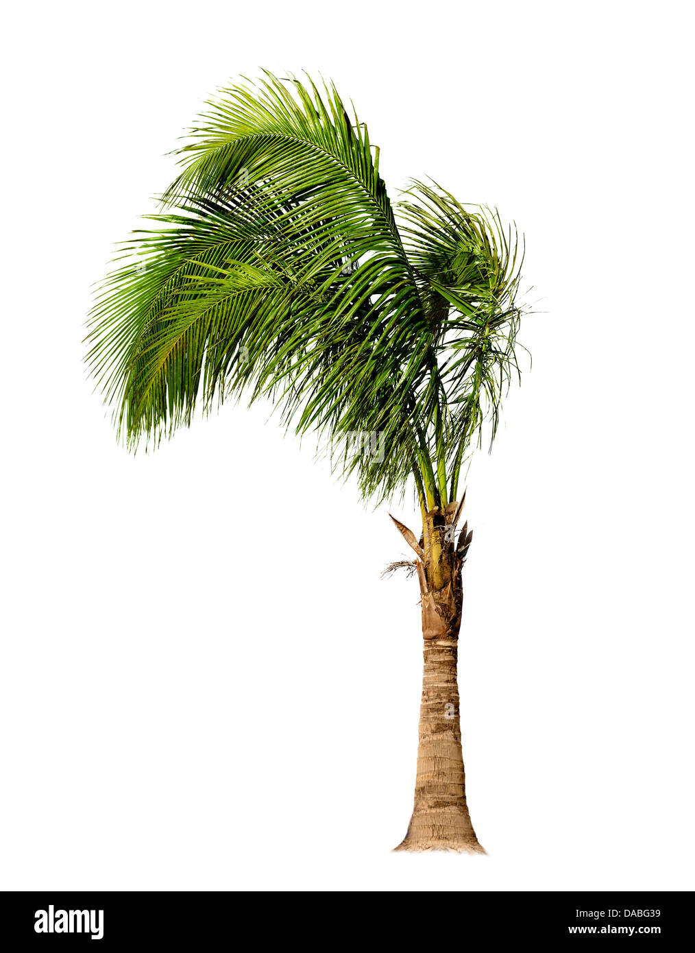 Palm Tree isolati su sfondo bianco Foto Stock