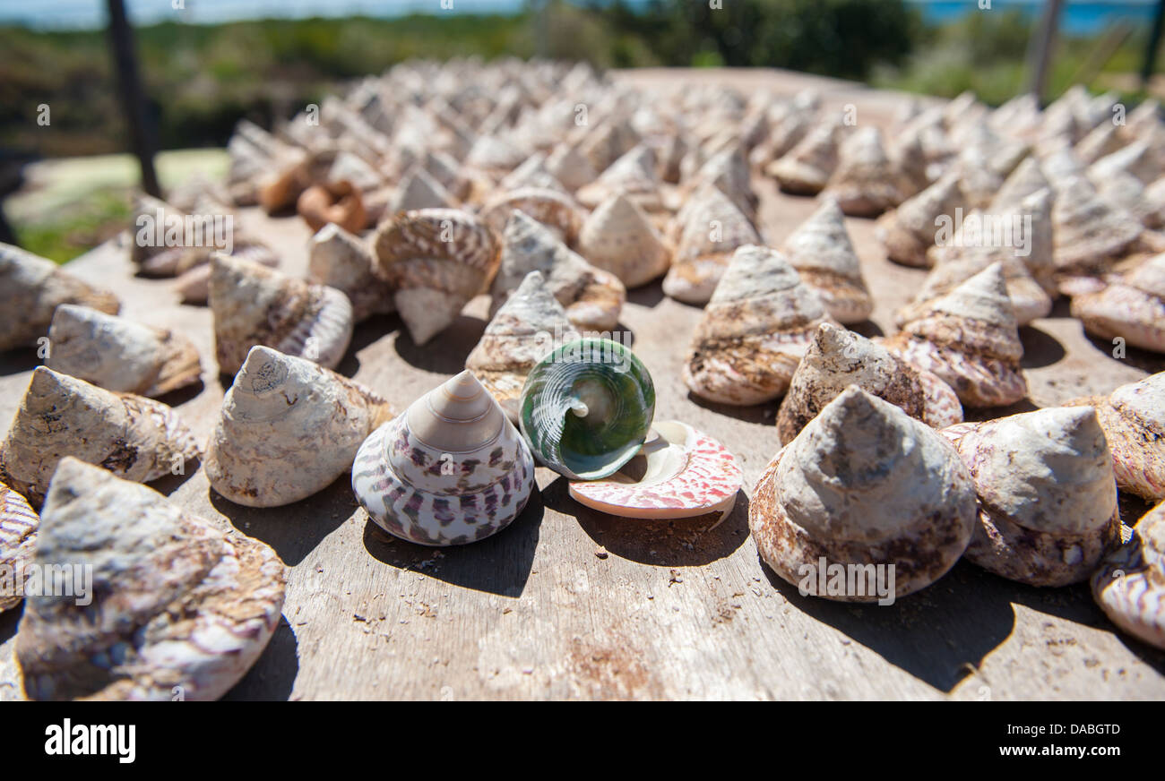 Trochus pearl conchiglie di mare vengono coltivate in corrispondenza di un punto del braccio, Cape Leveque, Western Australia, per la produzione del pulsante Foto Stock