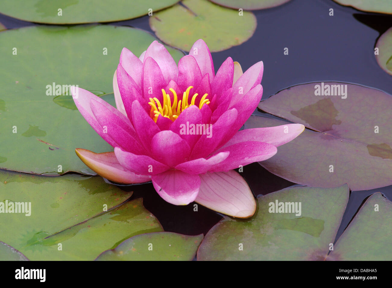 Acqua di rosa lily Nymphea fragile delicata bellezza Foto Stock
