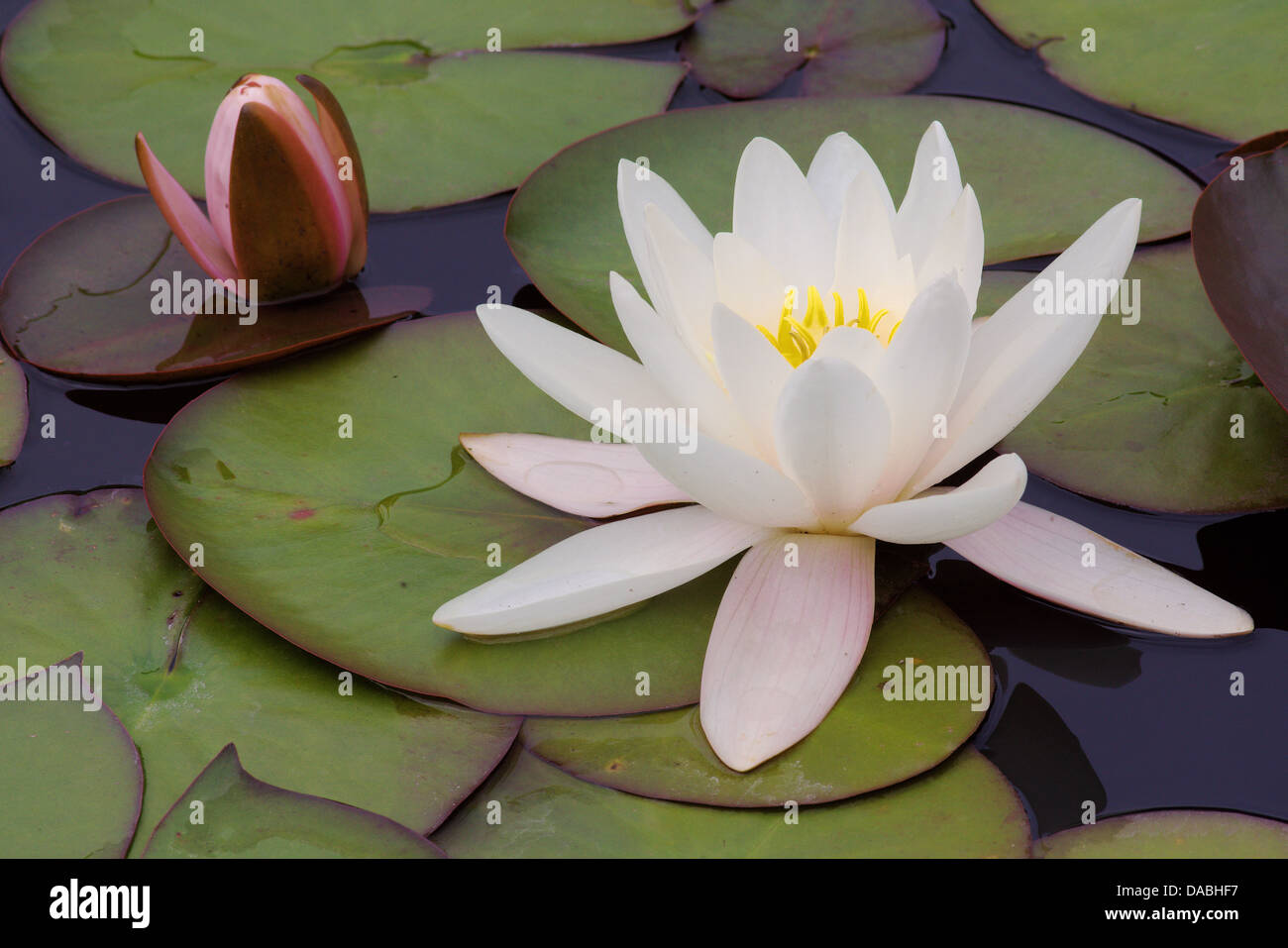 White water lily con bud close up Nymphea Foto Stock