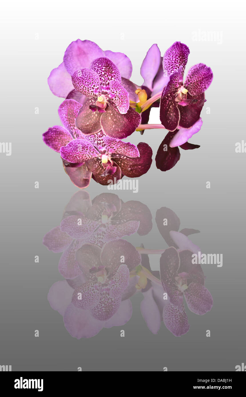 Ibridi di orchidea Foto Stock