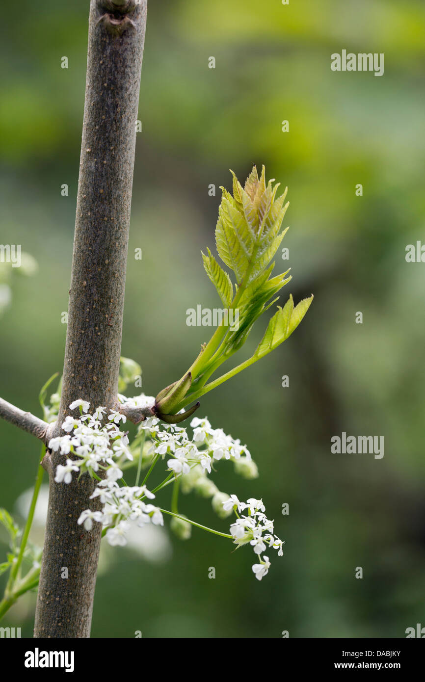 Il Frassino Bud; Fraxinus excelsior; con Cow prezzemolo; Anthriscus sylvestris; Regno Unito Foto Stock