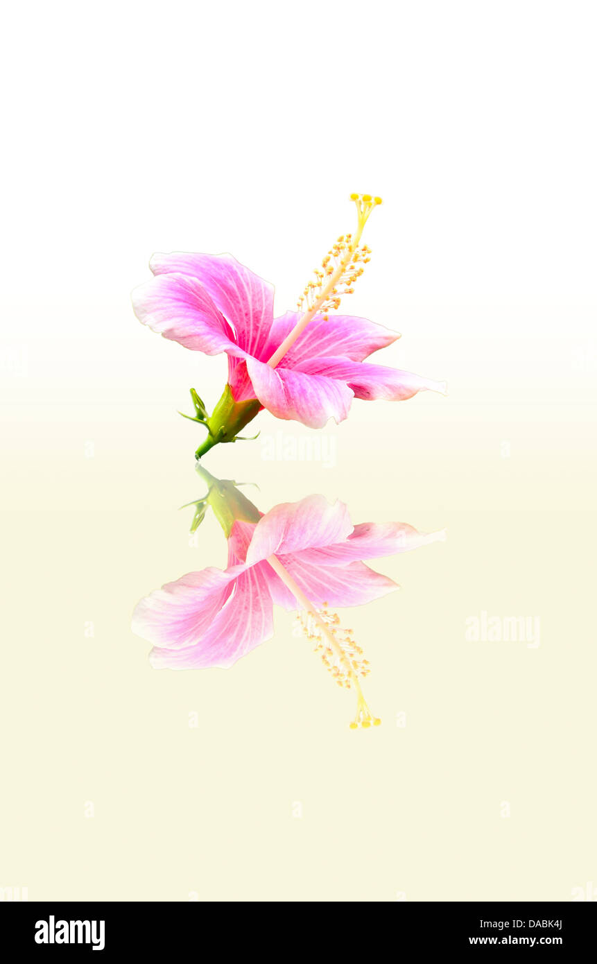 Rosso di fiori di ibisco Foto Stock