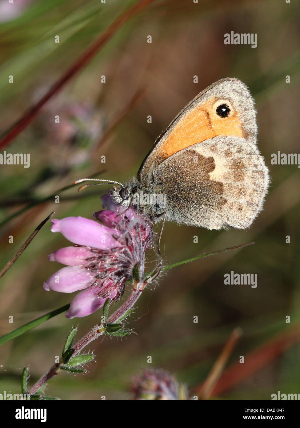 Small Heath butterfly (Coenonympha pamphilus) in un prato estivo Foto Stock