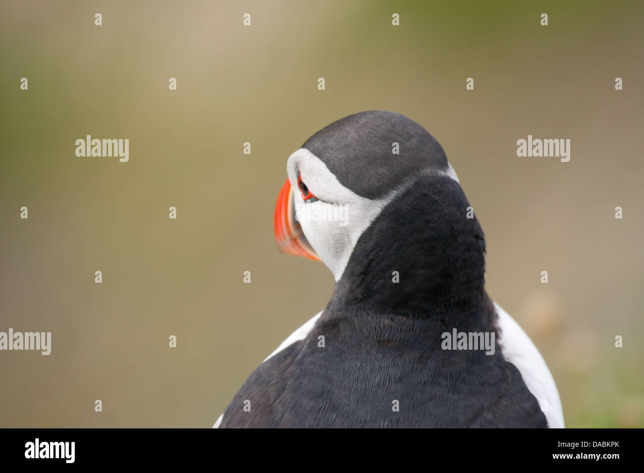 Puffin su Sumburgh Head, Shetland Foto Stock