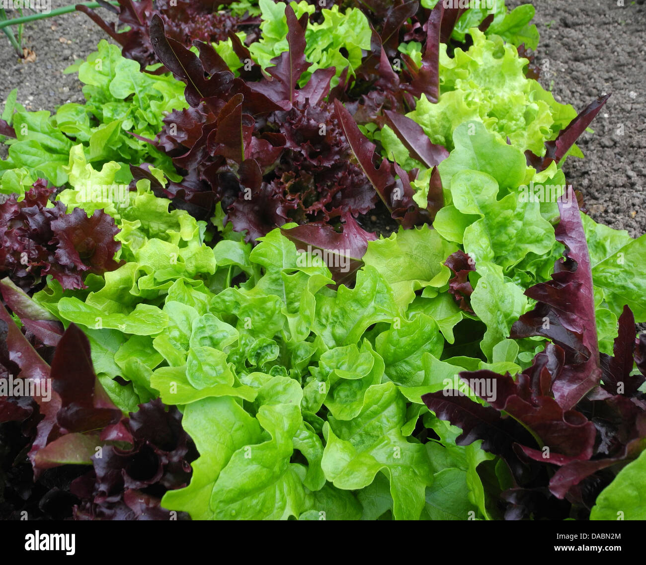 Colorato colorato foglia di insalata lattuga crescendo in un giardino Foto Stock