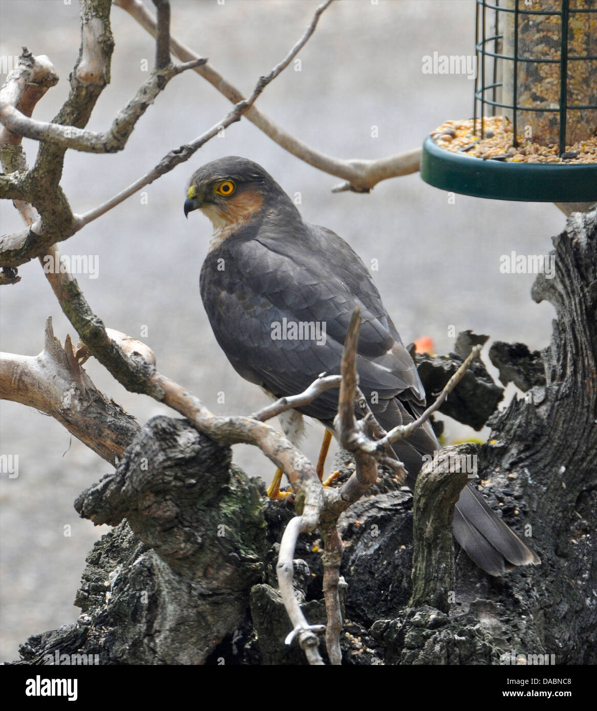 Un Sparviero su un uccello tabella dove vengono predati i piccoli uccelli Foto Stock