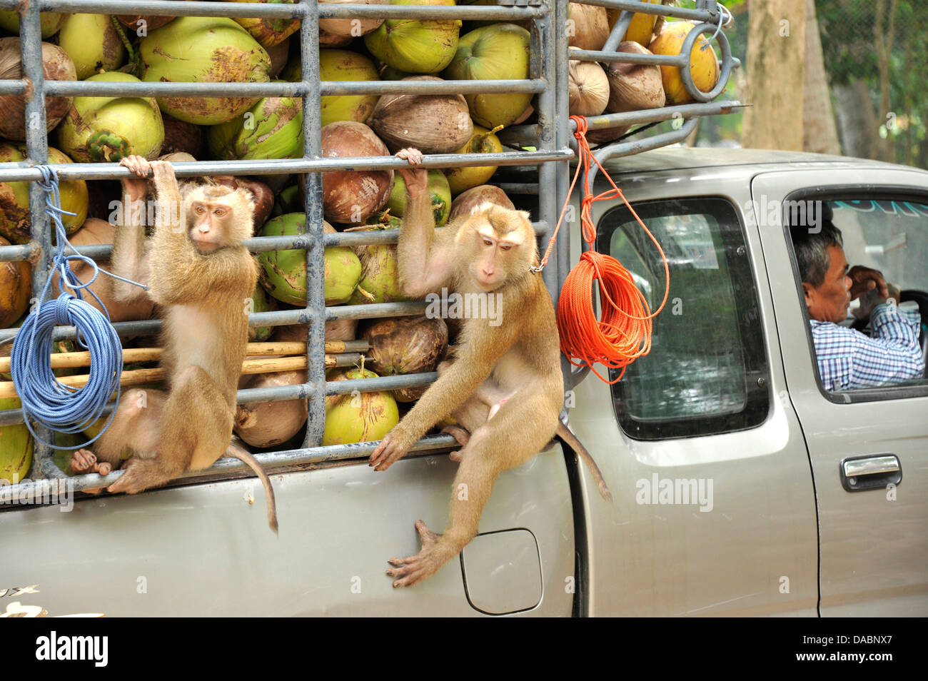 Scimmie macaco addestrati per raccogliere le noci di cocco in Ko Samui, Thailandia, Sud-est asiatico, in Asia Foto Stock