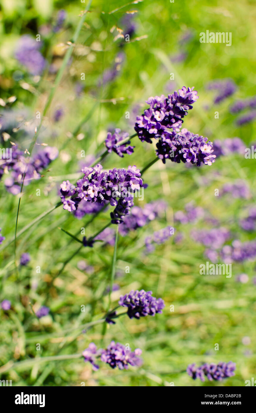 Lavanda inglese contro uno sfondo verde in giardino. Lavendula angustifolia. Foto Stock
