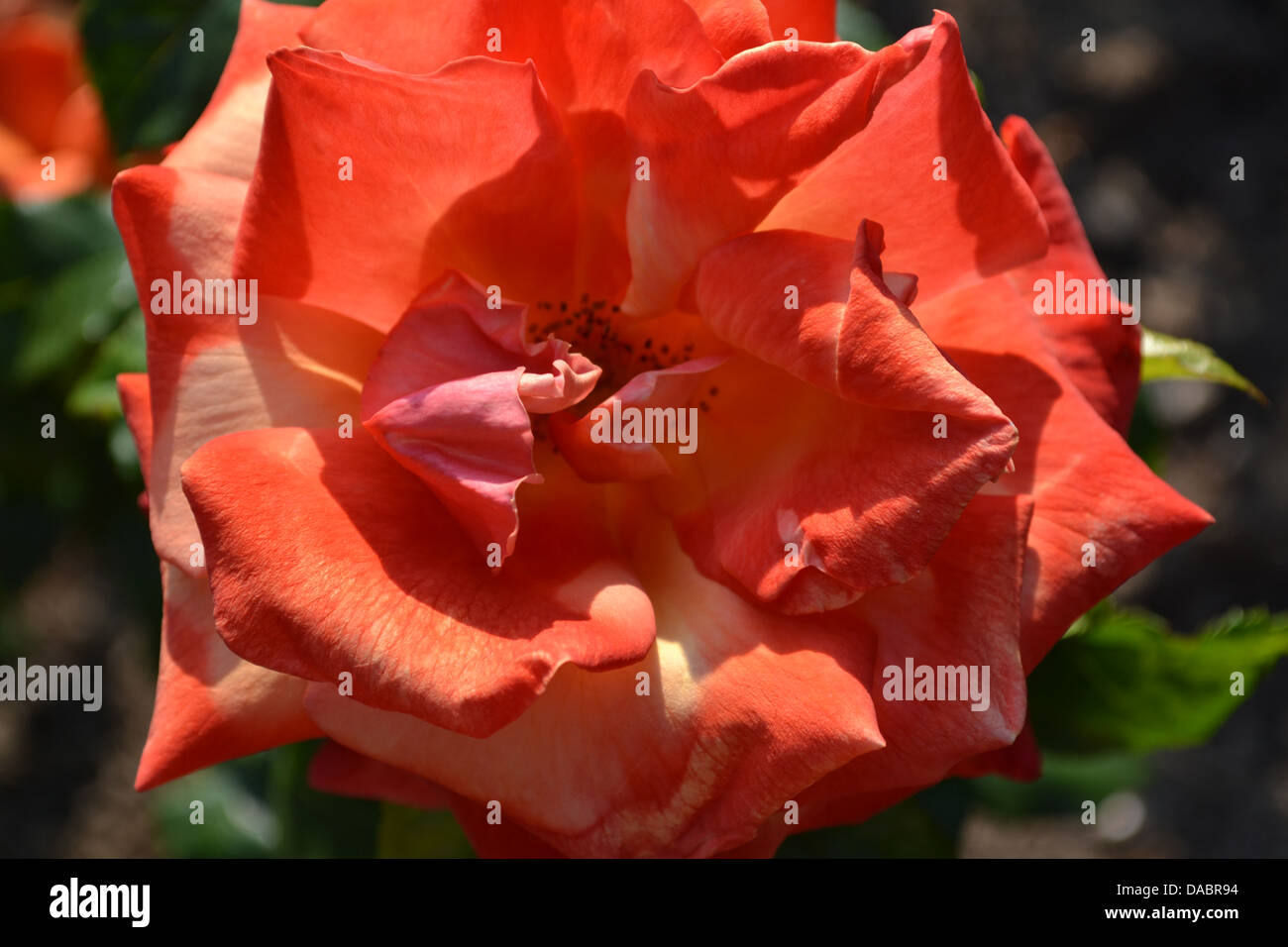 Primo piano di una rosa rossa, Southover Grange giardini, di Lewes, nel Sussex, Inghilterra. Foto Stock