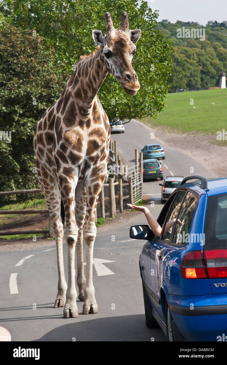 Ai visitatori una giraffa di alimentazione dalle loro auto, West Midlands Safari Park, Bewdley, Worcestershire, West Midlands, Inghilterra Foto Stock