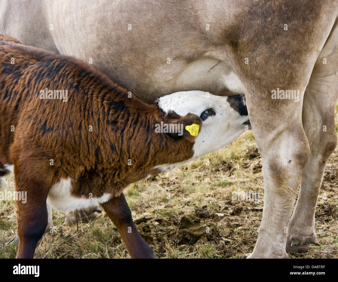 Bere di vitello da vacche mammella tettarella Foto Stock