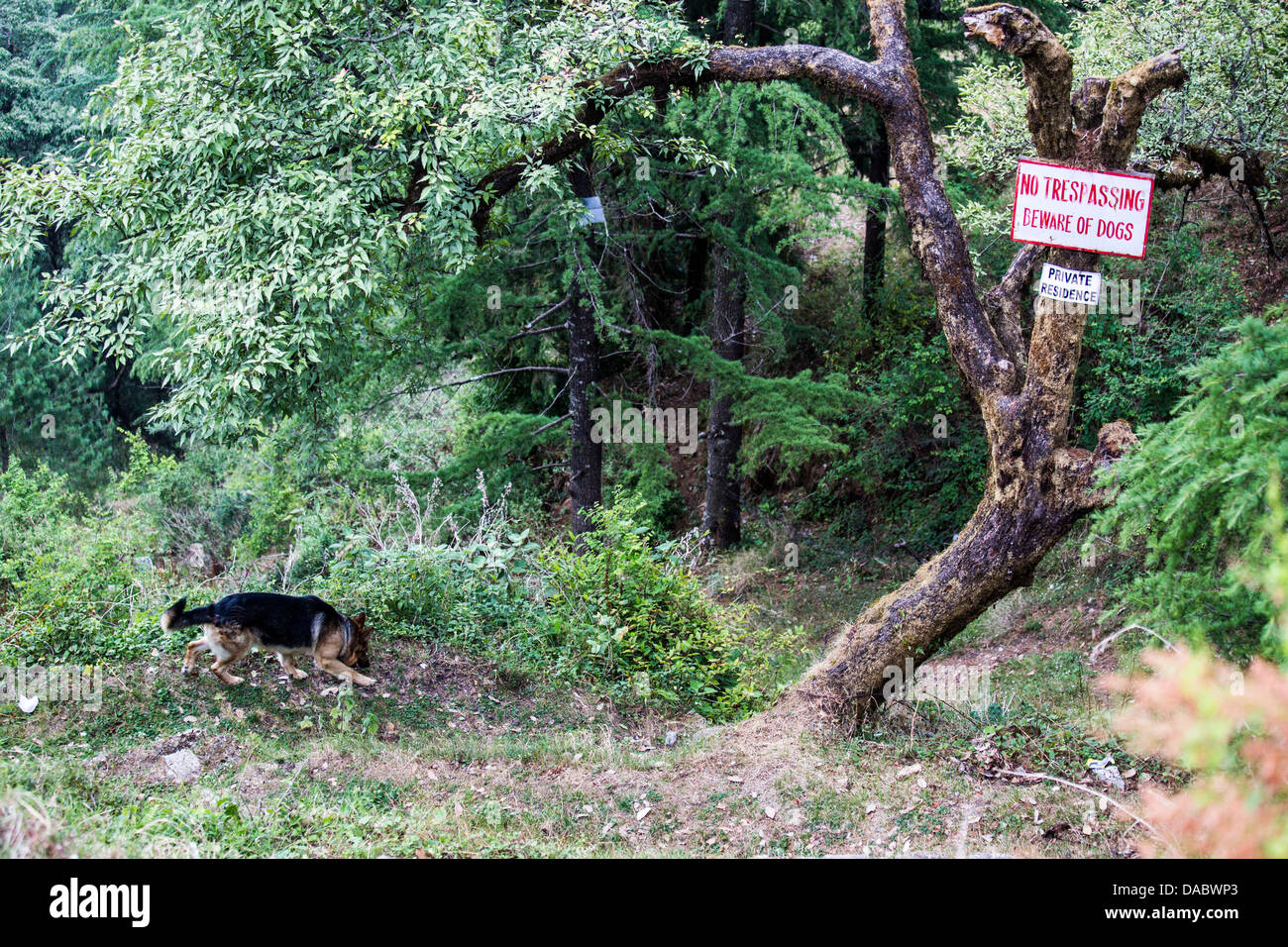 No Trespasssing, guardatevi del cane accedi Landour, Mussoorie, India Foto Stock