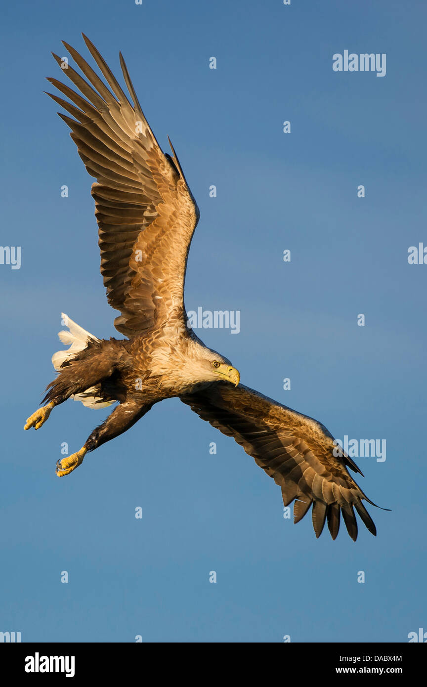 White-tailed eagle, Haliaeetus albicilla, Norvegia Foto Stock