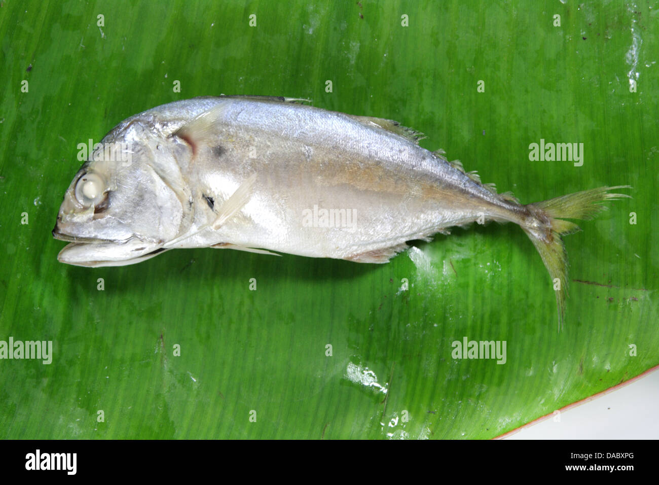 Pla Tuu , Thai pesce sgombro Foto Stock