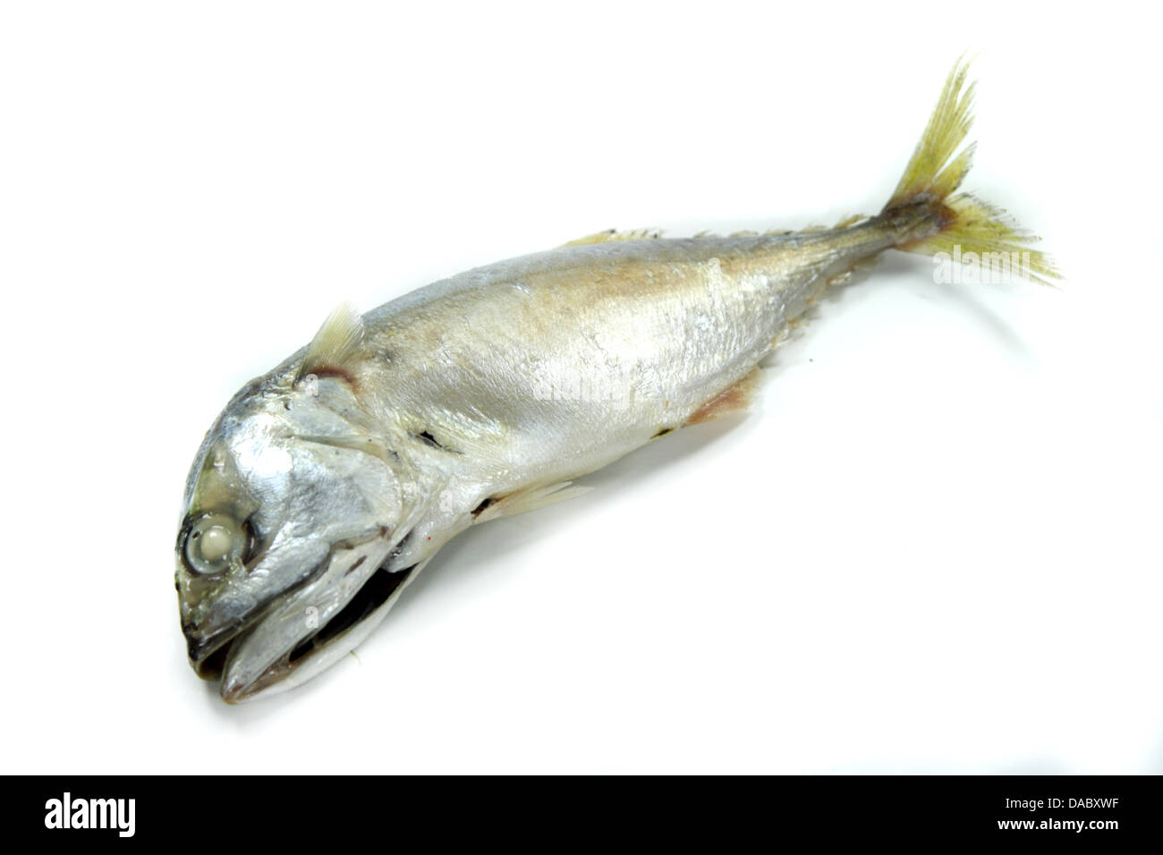 Pla Tuu , Thai pesce sgombro Foto Stock