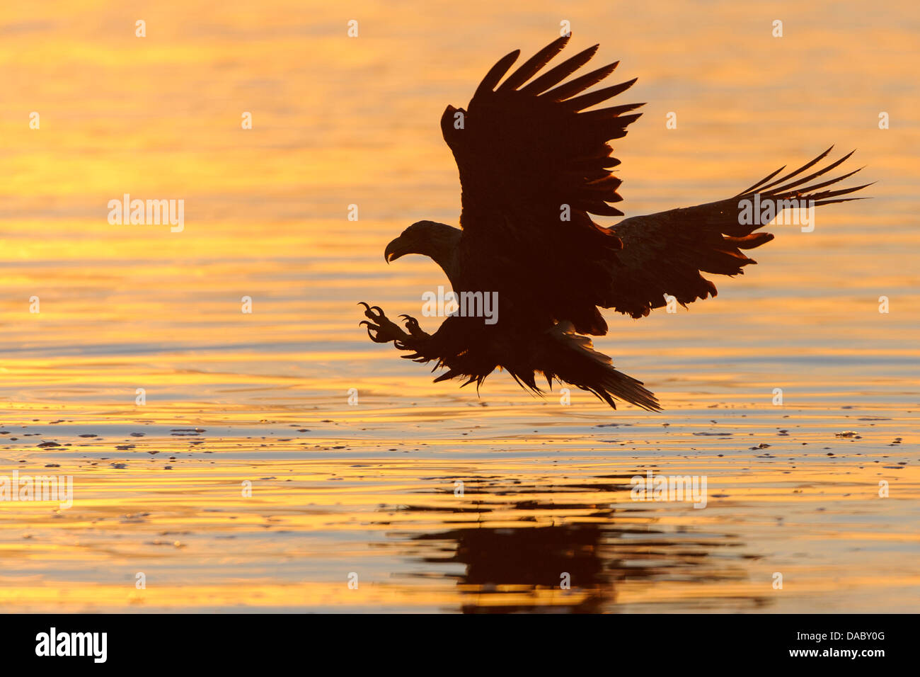 White-tailed eagle, Haliaeetus albicilla, Norvegia Foto Stock