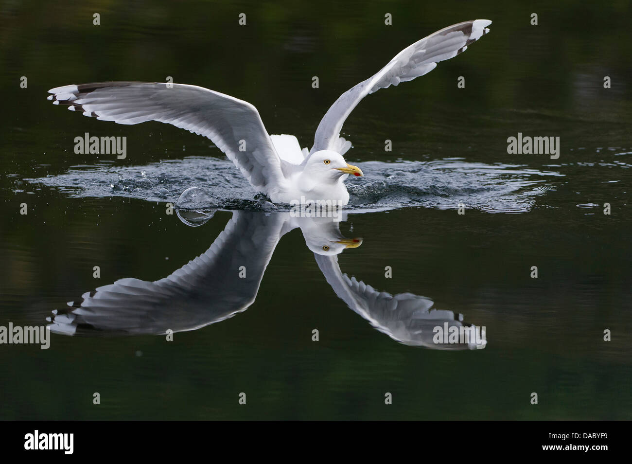 Aringa europea gabbiano, Larus argentatus, Norvegia Foto Stock