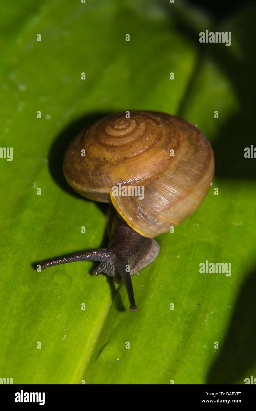 In foglie verdi sulle lumache crawl Foto Stock