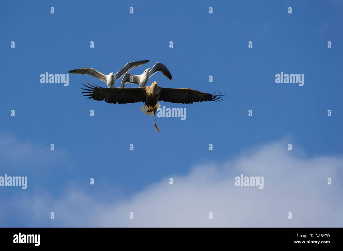 Battaglia aerea, bianco-tailed eagle e aringhe europea gabbiano, Haliaeetus albicilla, Larus argentatus, Norvegia Foto Stock