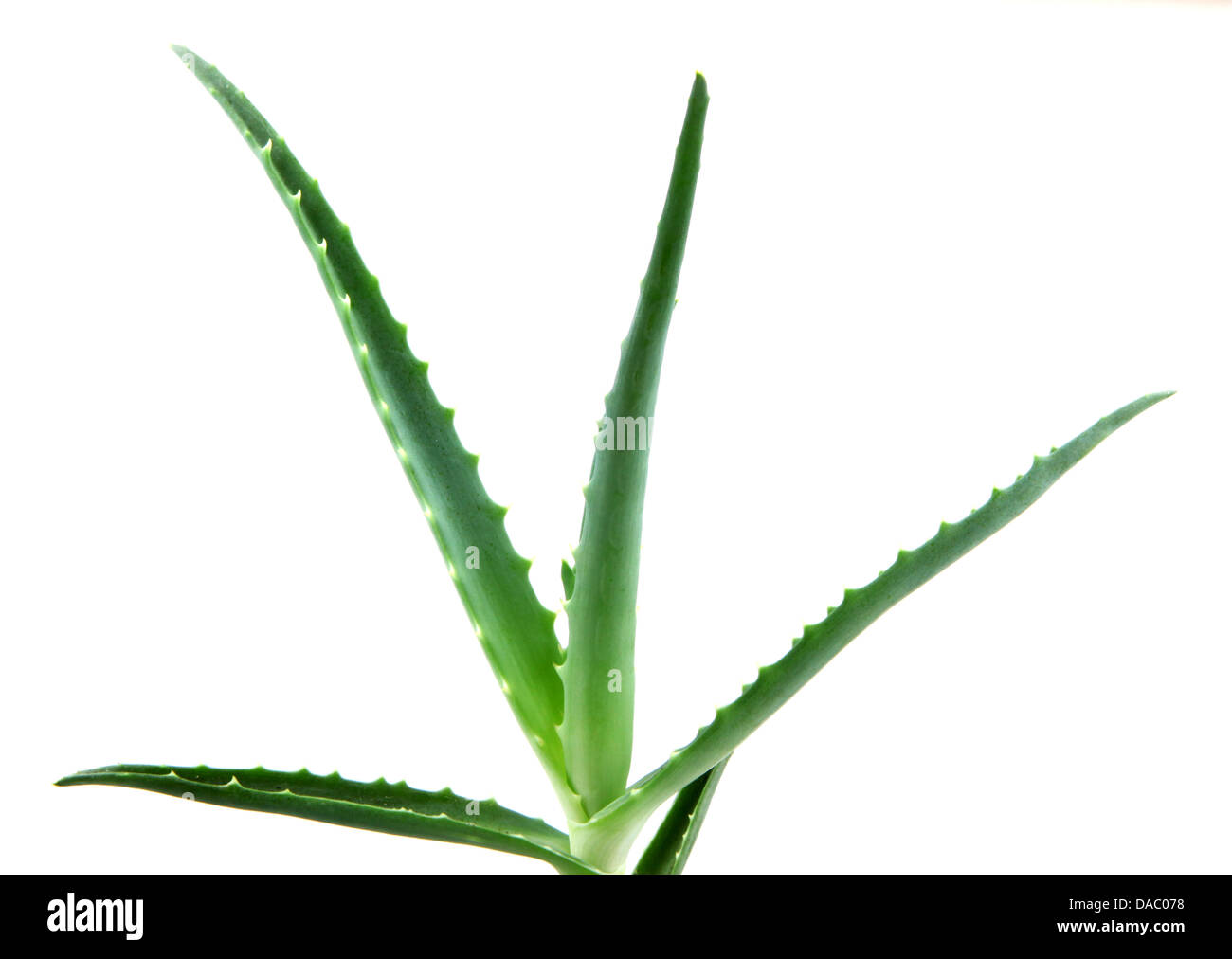 Aloe vera Foto Stock