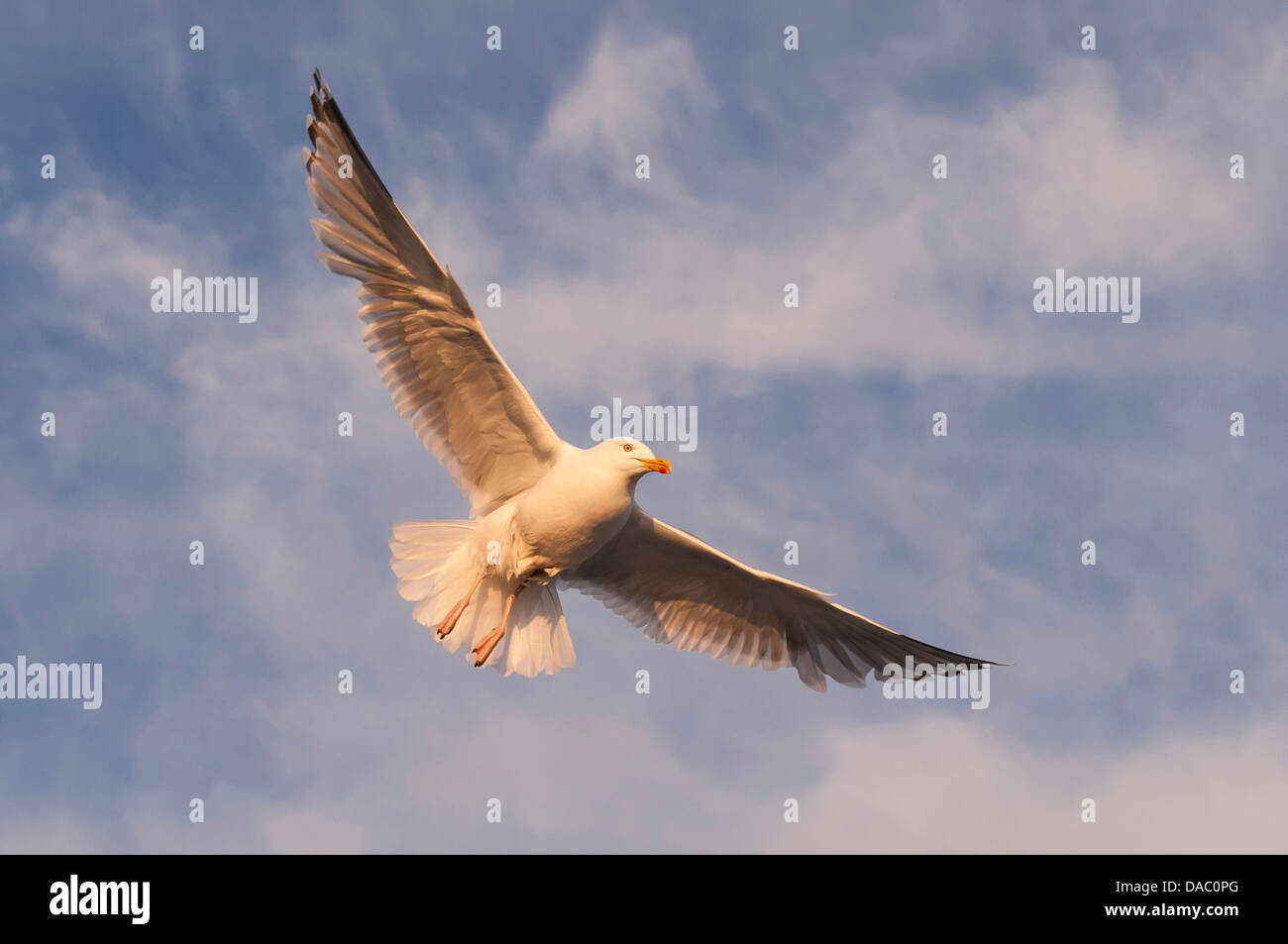Aringa europea gabbiano, Larus argentatus, Norvegia Foto Stock