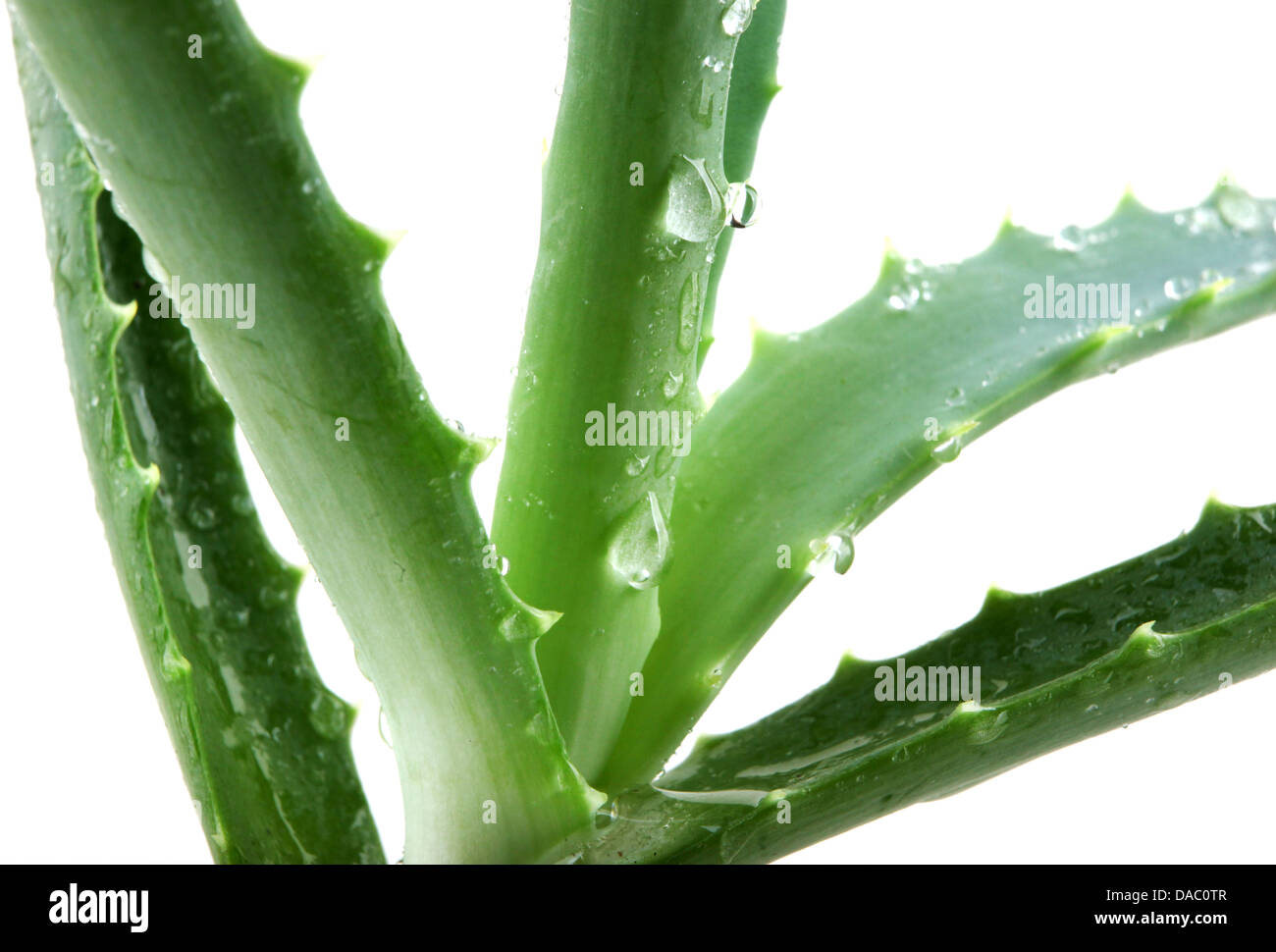 Aloe vera Foto Stock