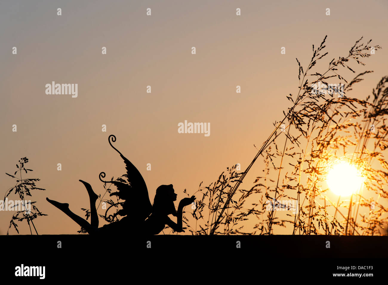 Silhouette fata e l'erba al tramonto Foto Stock