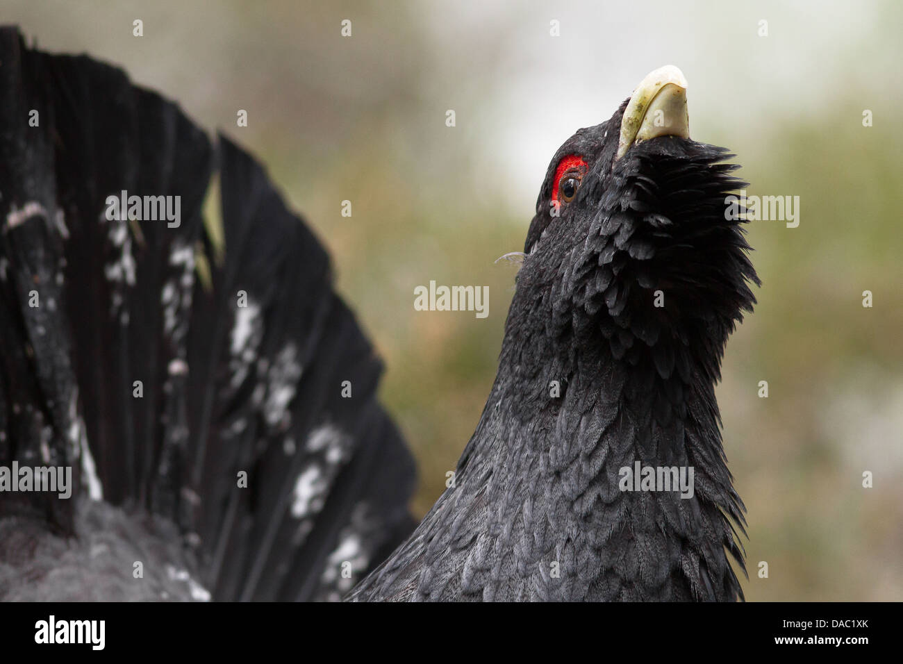 Ritratto di Capercaille Foto Stock