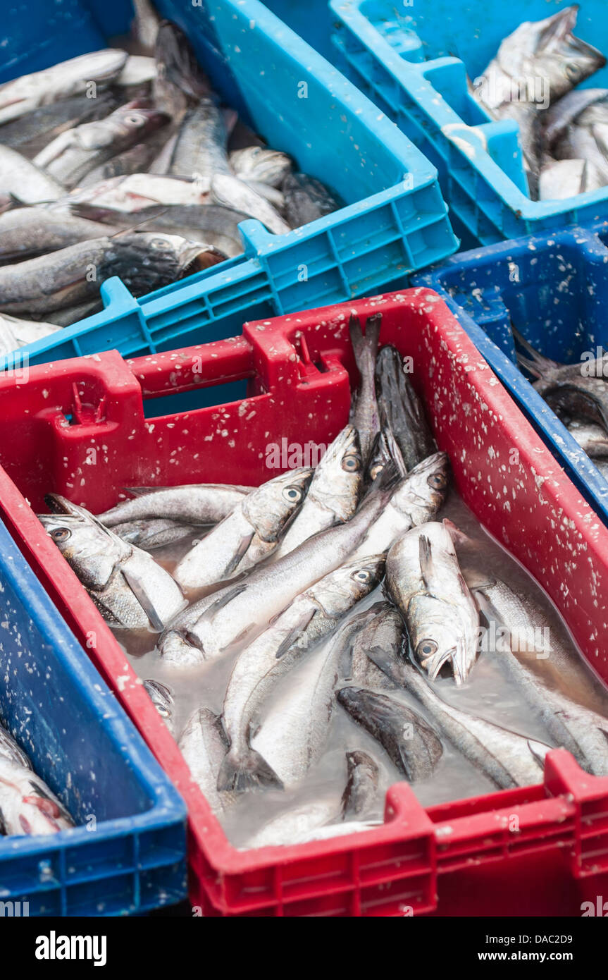 I pescatori di sardine pesce pesci casse di industria di scatole a Los Organos villaggio nei pressi di mancora, Perù. Foto Stock