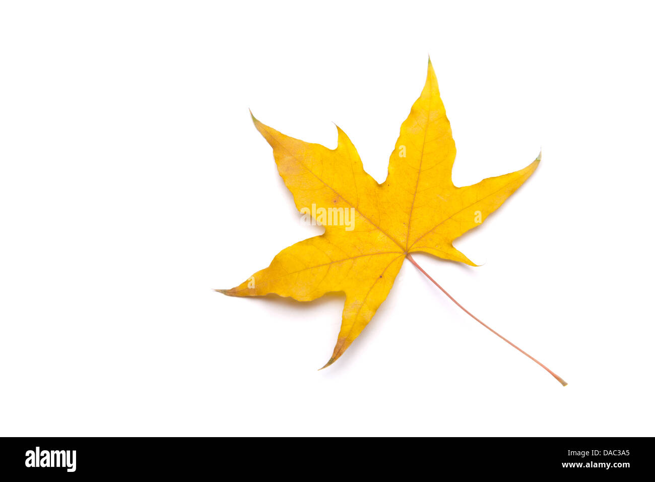 Giallo maple leaf su sfondo bianco. Foto Stock