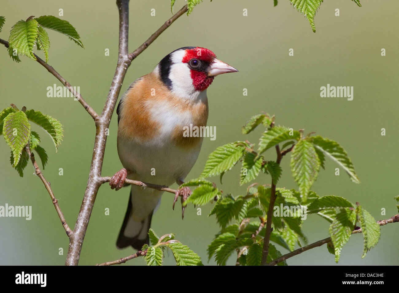 Cardellino sul ramo Foto Stock