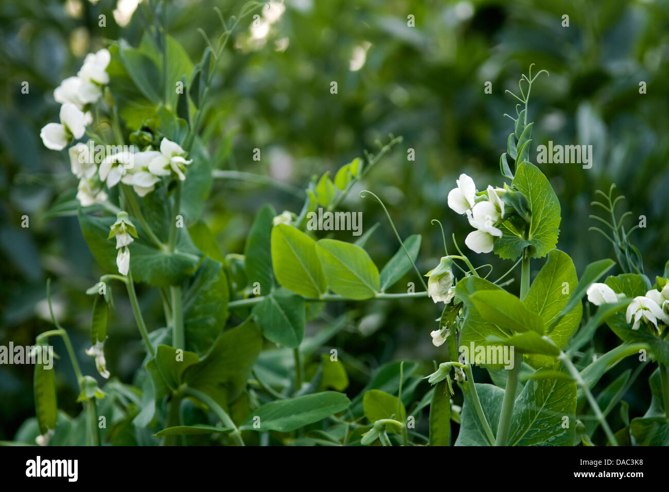 Il pisello piante che crescono nel giardino Foto Stock