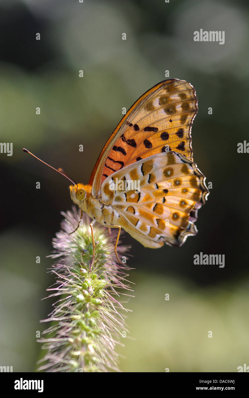Argynnis hyperbius butterfly fritillary indiano Foto Stock
